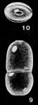 Neolingulina viejoensis McCulloch, 1977