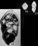 Sieberina virgata Fuchs, 1970