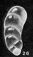 Paralingulina frailensis McCulloch, 1977 Paralingulina frailensis McCulloch, 1977