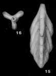 Tribrachia inelegans Loeblich & Tappan, 1950