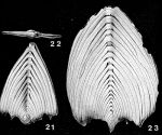 Frondicularia complanata (Defrance in Blainville, 1824)