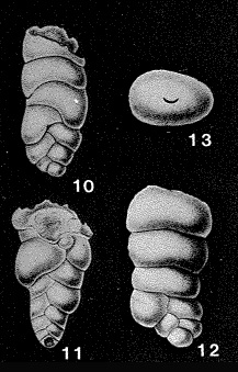 Yneziella salsipuedensis Akpati, 1966 Yneziella salsipuedensis Akpati, 1966