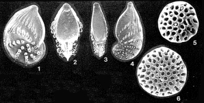 Cribrolenticulina akersi Haman, 1978, author: Le Coze, François