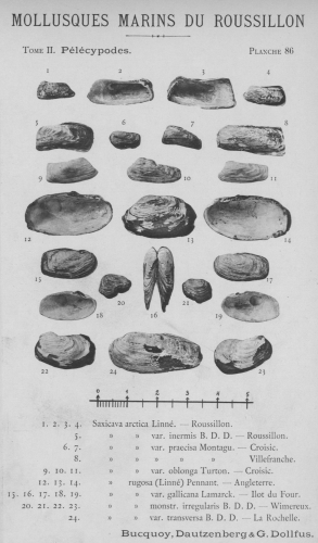 Bucquoy et al. (1887-1898, pl. 86)