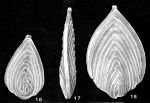 Kyphopyxa christneri (Carsey, 1926)