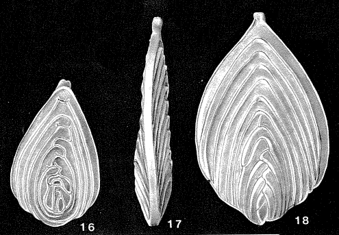 Kyphopyxa christneri (Carsey, 1926) Kyphopyxa christneri (Carsey, 1926)