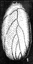 Lingulosigmomorphina sanata Saidova, 1975 Lingulosigmomorphina sanata Saidova, 1975