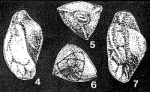 Edhemia edhemi Aliyulla, 1966