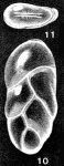 Fissuripolymorphina aequicellaris McCulloch, 1977