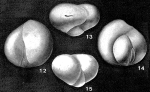 Falsoguttulina wolburgi Bartenstein & Brand, 1949