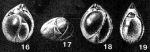 Tobolia veronikae Dain, 1958