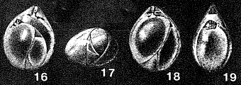 Tobolia veronikae Dain, 1958 Tobolia veronikae Dain, 1958
