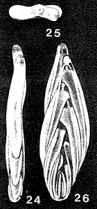 Eupolymorphina hancocki McCulloch, 1977 Eupolymorphina hancocki McCulloch, 1977