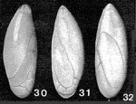 Enantiomorphina lemoinei Marie, 1941
