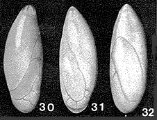 Enantiomorphina lemoinei Marie, 1941 Enantiomorphina lemoinei Marie, 1941