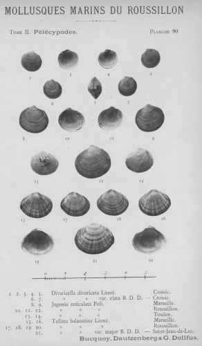 Bucquoy et al. (1887-1898, pl. 90)