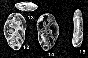Krebsia pilasensis McCulloch, 1977 Krebsia pilasensis McCulloch, 1977
