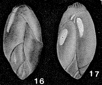 Polymorphina burdigalensis d'Orbigny in Deshayes, 1832 Polymorphina burdigalensis d'Orbigny in Deshayes, 1832