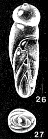 Frankia cernuata McCulloch, 1977 Frankia cernuata McCulloch, 1977