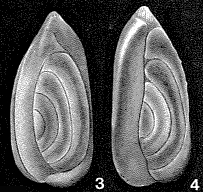 Sigmoidella kagaensis Cushman & Ozawa, 1928 Sigmoidella kagaensis Cushman & Ozawa, 1928