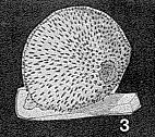Echinoporina erinaceus Fuchs, 1967