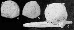 Edithaella sessilis Fuchs, 1967