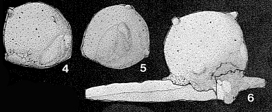 Edithaella sessilis Fuchs, 1967 Edithaella sessilis Fuchs, 1967