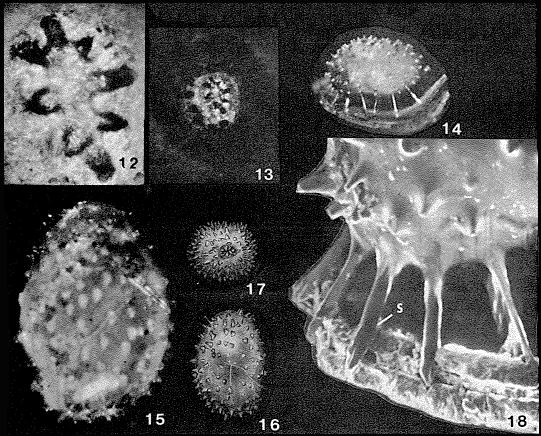 Globulina alabamensis Cushman & McGlamery, 1939 Globulina alabamensis Cushman & McGlamery, 1939
