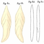 Frondicularia tetschensis Matouschek, 1895