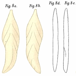 Frondicularia tetschensis Matouschek, 1895 Frondicularia tetschensis Matouschek, 1895