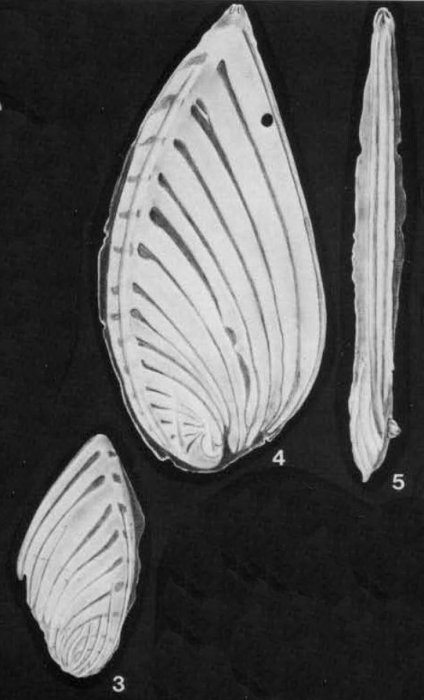 Planularia auris (Defrance in Blainville, 1824) Planularia auris (Defrance in Blainville, 1824)