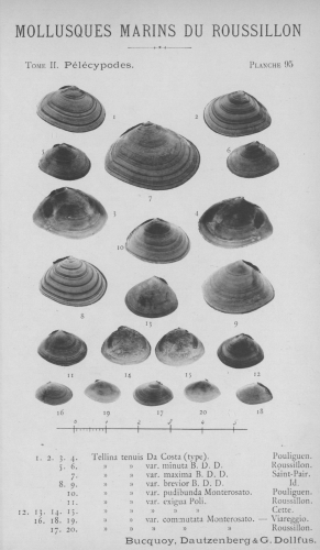 Bucquoy et al. (1887-1898, pl. 95)