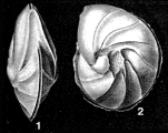 Lenticulina rotulata (Lamarck, 1804), author: Le Coze, Franis