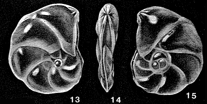 Mesolenticulina partidiana McCulloch, 1977 Mesolenticulina partidiana McCulloch, 1977