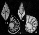 Lenticulinella schutzkajae (Samyschkina, 1975), author: Le Coze, Franis
