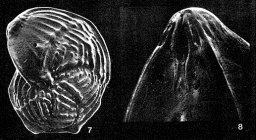 Spincterules anaglyptus Loeblich & Tappan, 1987