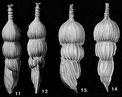 Amphicoryna scalaris (Batsch, 1791) Amphicoryna scalaris (Batsch, 1791)