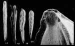 Prismatomorphia tricarinata (d'Orbigny in Parker, Jones & Brady, 1865)