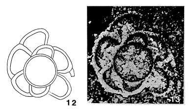 Gourisina broennimanni Reichel, 1946 Gourisina broennimanni Reichel, 1946