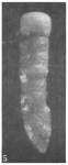 Varsoviella pazdroae Gawor-Biedowa, 1987