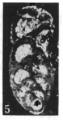 Varsoviella pazdroae Gawor-Biedowa, 1987, author: Le Coze, Franis