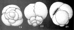 Tremachora arga Lipps & Lipps, 1967