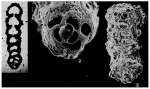 Magnesoina antillarum (Cushman, 1936)