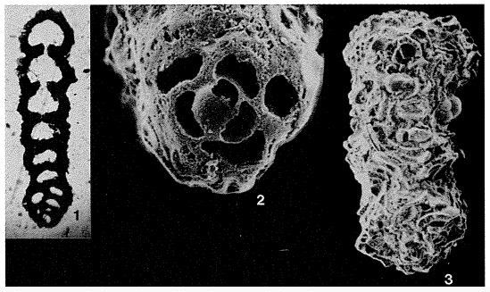 Magnesoina antillarum (Cushman, 1936) Magnesoina antillarum (Cushman, 1936)