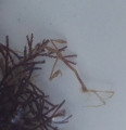 Caprellidae, (2023, Fig.6), author: El Bouchikhi, Khadija