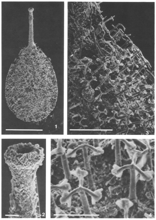 Nanosylvanella palmulina Patterson, 1990 Nanosylvanella palmulina Patterson, 1990