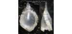 Entosolenia sigmoidella var. timmsensis Cushman & Gray, 1946