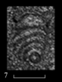 Sellierina sellieri Korchagin, 2011, author: Le Coze, Franis