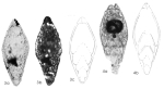 Dalongella fusiformis Gu, Feng & He, 2007