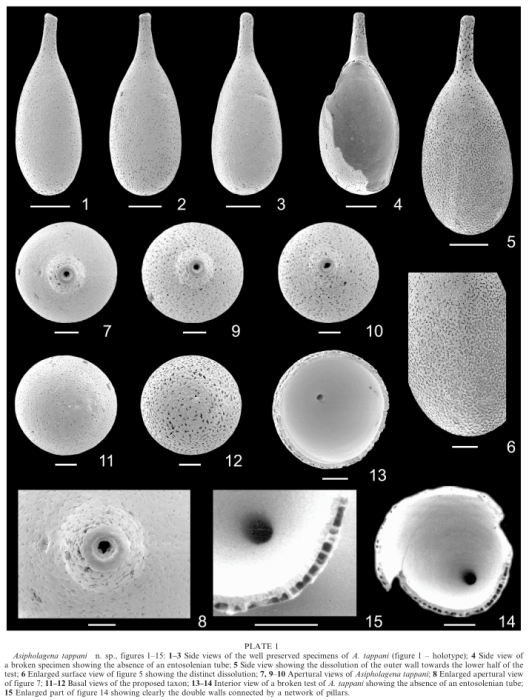 Asipholagena tappani Reddy & Rajshekhar, 2007 Asipholagena tappani Reddy & Rajshekhar, 2007